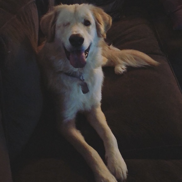 PET FRIENDLY 🐶 - Picture 2 of 2